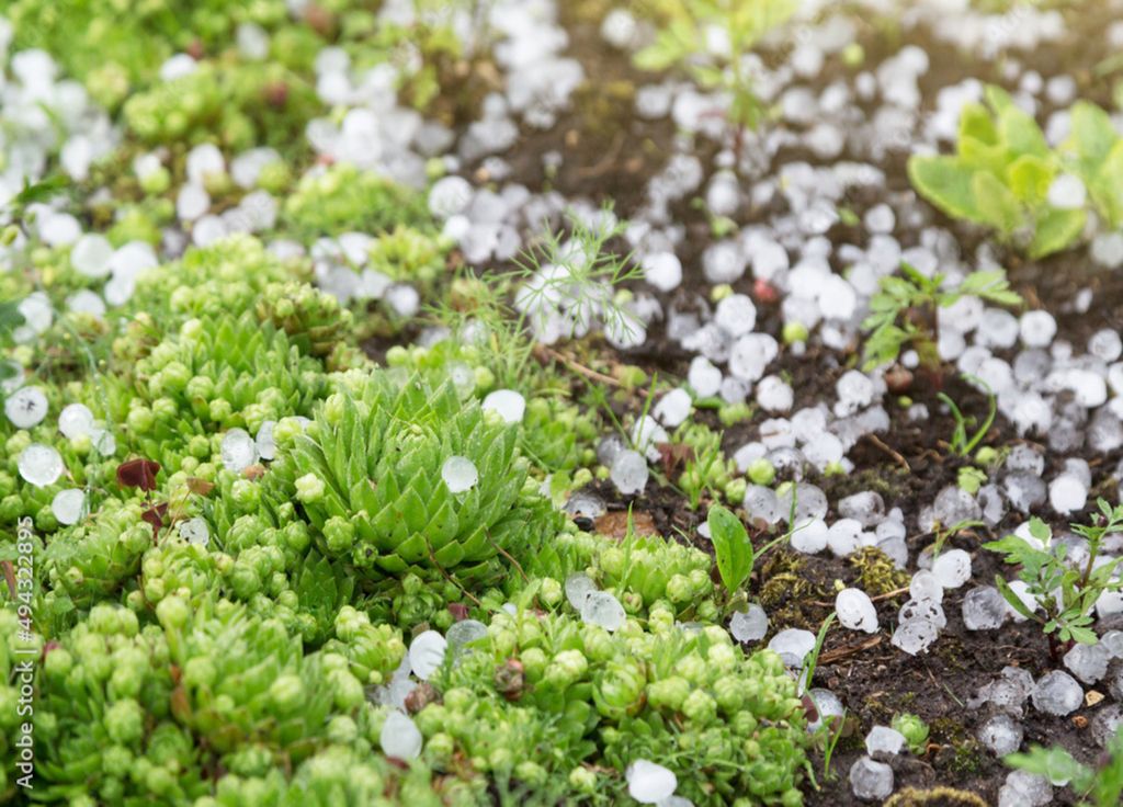 La grêle peut endommager de façon importante le potager surtout si l'averse est soit durable soit avec des grêlons d'un important diamètre. La grêle peut endommager de façon importante le potager surtout si l'averse est soit durable soit avec des grêlons d'un important diamètre.