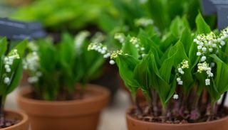 Comment replanter les brins de muguet du 1er mai&nbsp;?
