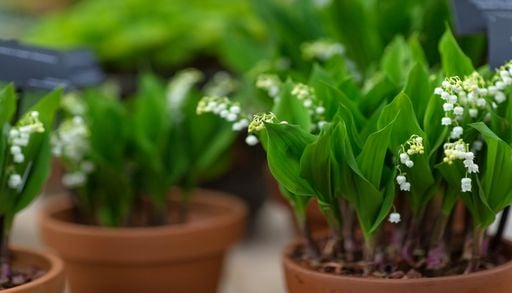Comment replanter les brins de muguet du 1er mai&nbsp;?