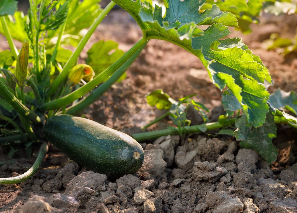 Les courgettes... sont les stars de l'été ! Enfin, avec les tomates bien entendu !