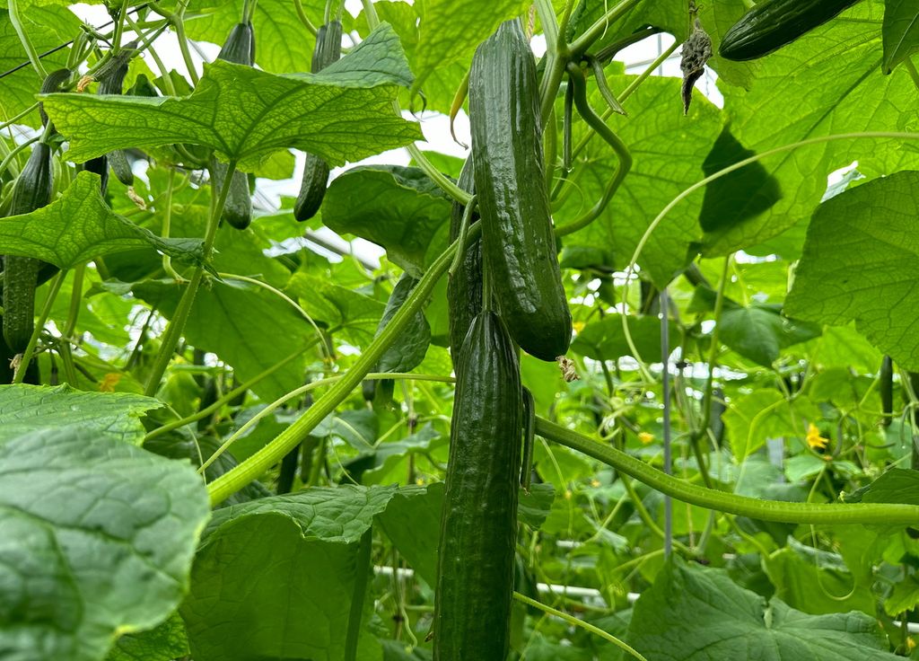 Les concombres peuvent être cultivés sous serre. Ils peuvent être tuteurés à l'aide de fils partant du haut de la serre.