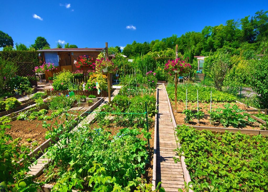 Multiplier la diversité de vos plantations permettra de retrouver un potager plus résistant. Multiplier la diversité de vos plantations permettra de retrouver un potager plus résistant.