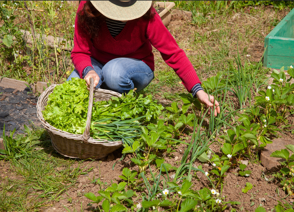 Associer différentes espèces au potager permettra de limiter la présence de certains insectes.