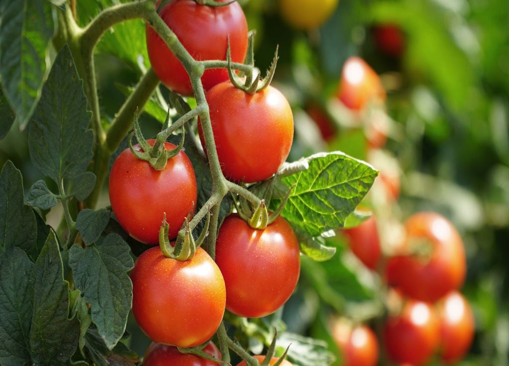 Les tomates ont besoin regarder leurs feuilles et de chaleur pour pouvoir produire de beaux fruits bien colorés !