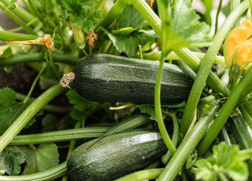 Les courgettes sont des courges comme les potirons et autres. Elles sont particulièrement sensibles à l'oïdium. Les courgettes sont des courges comme les potirons et autres. Elles sont particulièrement sensibles à l'oïdium.