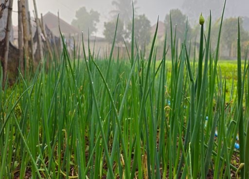 Comment r&eacute;ussir la culture des &eacute;pices (aulx, oignons, &eacute;chalotes) ?