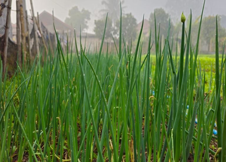 Comment r&eacute;ussir la culture des &eacute;pices (aulx, oignons, &eacute;chalotes) ?