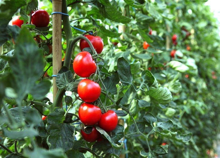Comment réussir le repiquage des courges et tomates ?