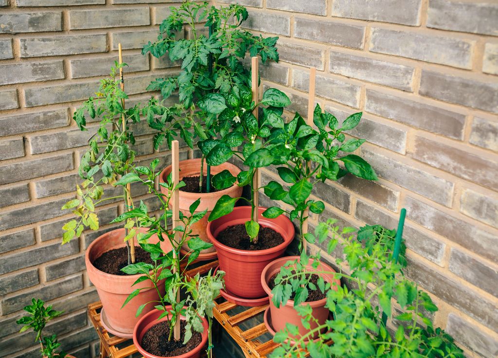 Il est possible de cultiver des tomates en pot si celui-ci est assez profond et large. Pour les courges c'est possible aussi avec un très bon terreau. Il est possible de cultiver des tomates en pot si celui-ci est assez profond et large. Pour les courges c'est possible aussi avec un très bon terreau.