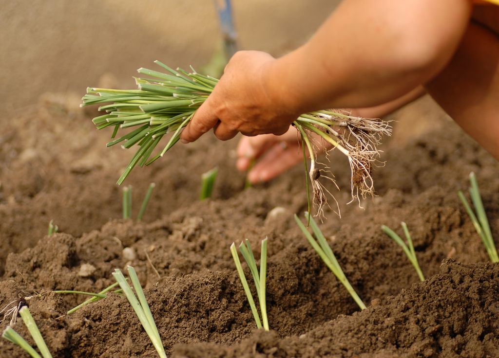 Repiquer les poireaux est simple à condition de leur apporter beaucoup d'eau à la plantation.
