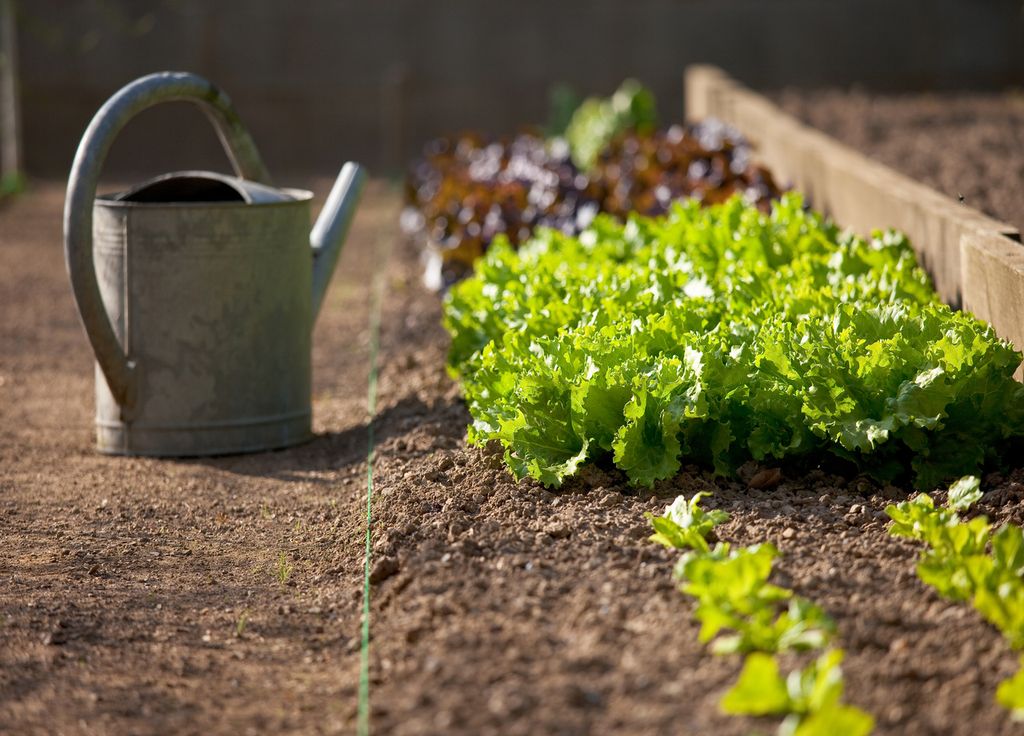 Semer ses salades en pleine terre est possible mais les escargots et limaces peuvent dévorer les jeunes pousses !