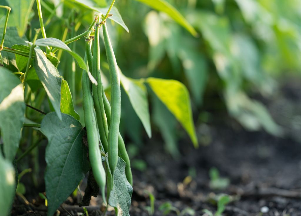 Les haricots peuvent capter l'azote de l'air. C'est notamment pour cela qu'ils arrivent à pousser dans un sol pauvre. Les haricots peuvent capter l'azote de l'air. C'est notamment pour cela qu'ils arrivent à pousser dans un sol pauvre.