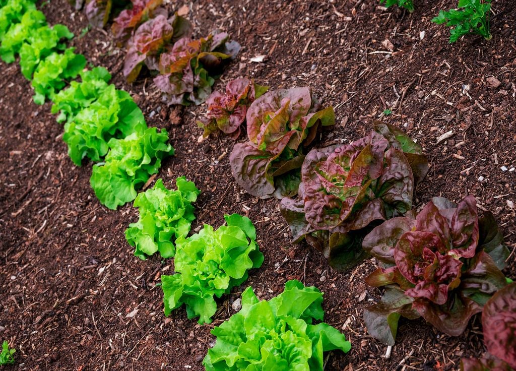 Toutes les salades ne sont pas à planter en raison de l'approche des fraîcheurs automnales.