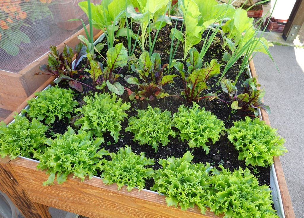 La scarole d'hiver est une des stars des salades d'hiver. La scarole d'hiver est une des stars des salades d'hiver.