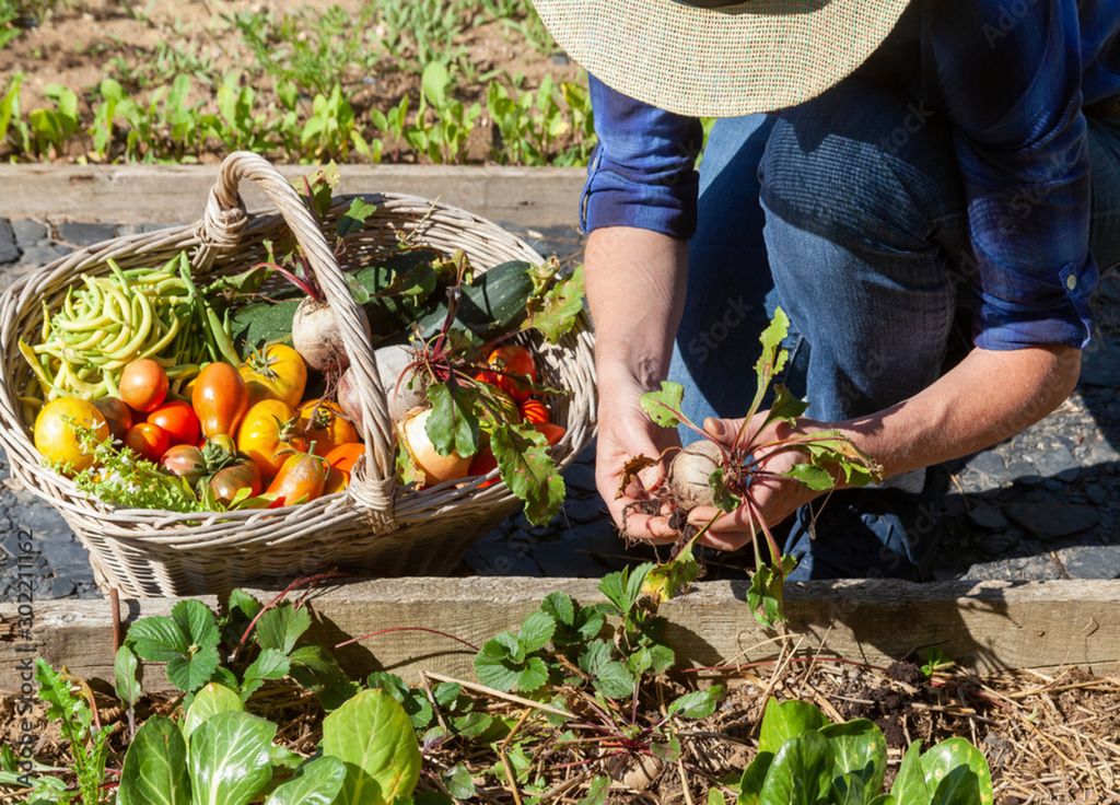 Malgré tout, la météo très humide n'est pas nécessairement défavorable pour certaines plantations. Attention toutefois aux développements de maladies fongiques ! Malgré tout, la météo très humide n'est pas nécessairement défavorable pour certaines plantations. Attention toutefois aux développements de maladies fongiques !
