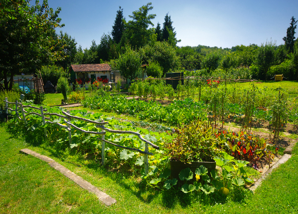 Avoir un potager diversifié permet aussi d'augmenter sa production. Avoir un potager diversifié permet aussi d'augmenter sa production.