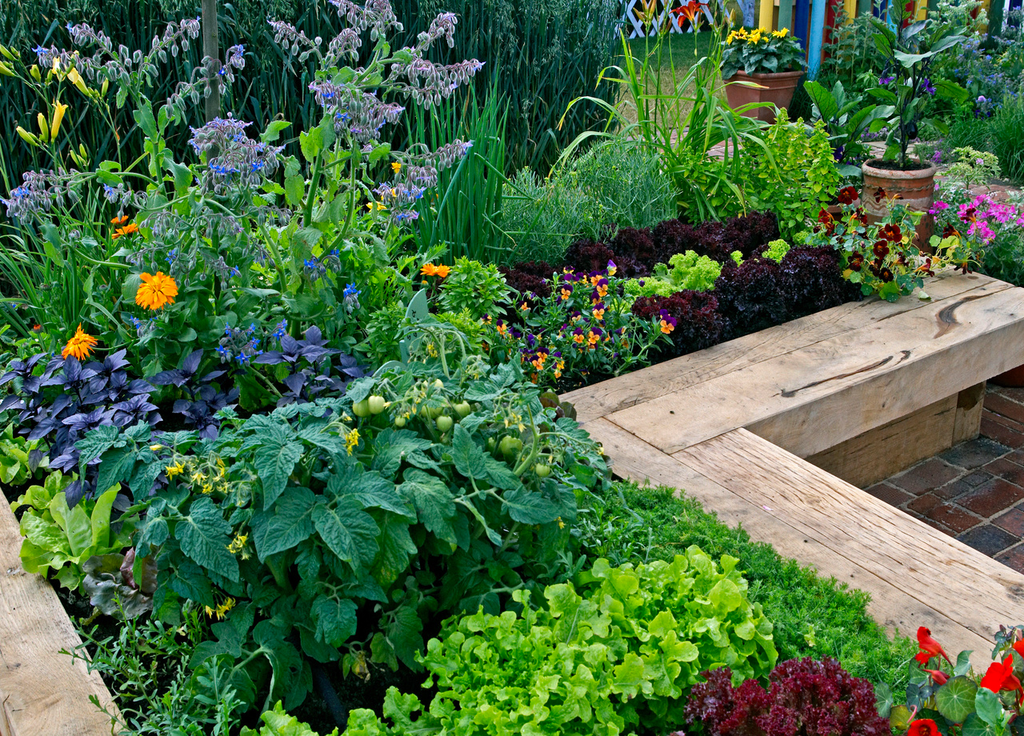 Associer des fleurs au potager permet d'avoir un nombre plus important d'auxiliaires. Associer des fleurs au potager permet d'avoir un nombre plus important d'auxiliaires.