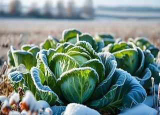 Comment stocker ses légumes d'hiver pour en profiter de longs mois ? 