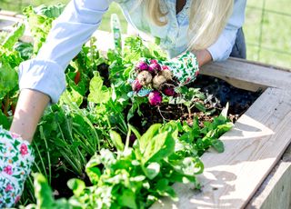Jardin : comment tirer profit de l'association des légumes voire des fleurs au potager ? 