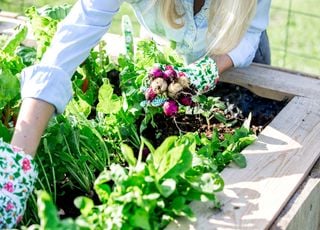 Orto: Come trarre vantaggio dall'accostare le verdure o anche i fiori in un orto? 