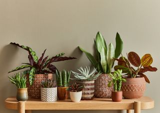 Qualité de l'air : mettre des plantes chez vous est essentiel !