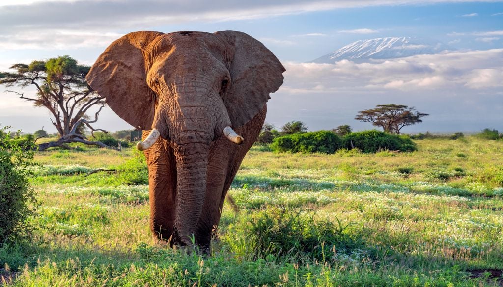 Elefantes-africanos podem repetir rotas conhecidas em áreas de maior risco, como uma forma de reduzir a exposição à caça e à presença humana.