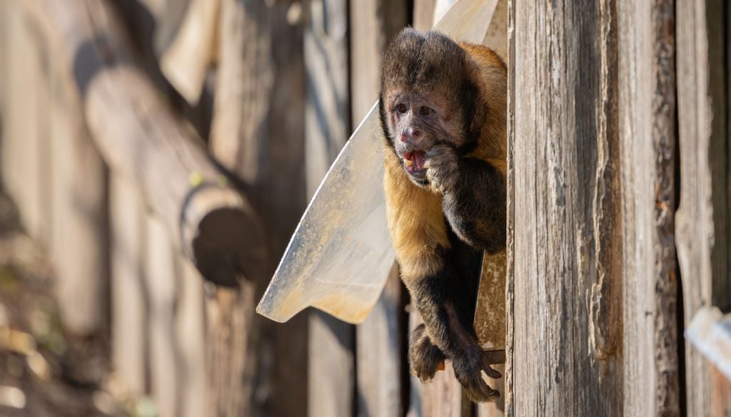 Na Mata Atlântica da Bahia, macacos-prego-de-peito-amarelo também ajustam seus deslocamentos e passam a usar caminhos mais familiares perto de áreas de risco.