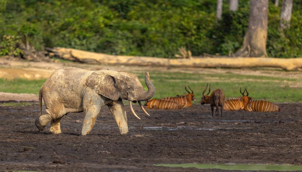 O estudo mostra que a pressão humana pode mudar não apenas onde os animais vivem, mas também a forma como se movimentam no ambiente.