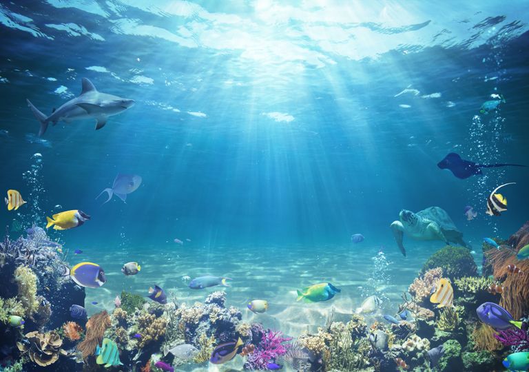 Como a explosão da vida oceânica esculpiu as primeiras montanhas Como a explosão da vida oceânica esculpiu as primeiras montanhas