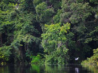 Como a poluição afeta a Floresta Amazônica?