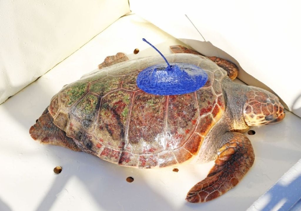 Salina, a tartaruga-comum resgatada pelo Zoomarine Algarve Salina, a tartaruga-comum resgatada pelo Zoomarine Algarve