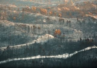 Como acelerar a reflorestação na Mata de Leiria? Plantar uma árvore para cada bebé é a proposta da Zero