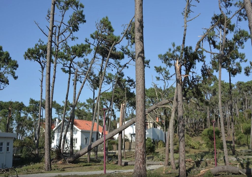 Queda de árvores na mata de Leira após a depressão pós-tropical Leslie Queda de árvores na mata de Leira após a depressão pós-tropical Leslie