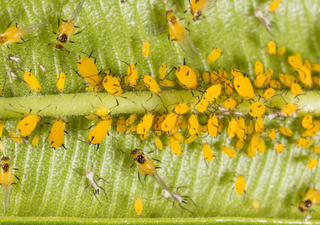 Cómo afecta el clima de otoño a las plagas en plantas de interior