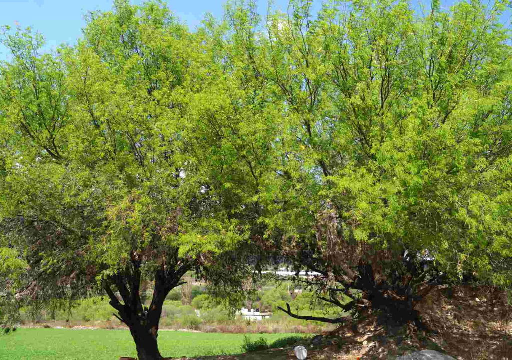 bosque; Aguascalientes; La Pona; ecologia; biodiversidad; preservacion