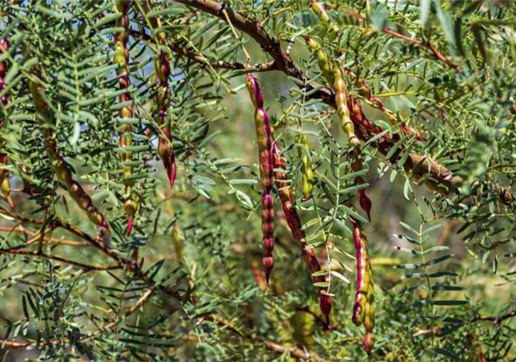 mezquite, Aguascalientes; conservacion; importancia ecologica; erosion; acuiferos