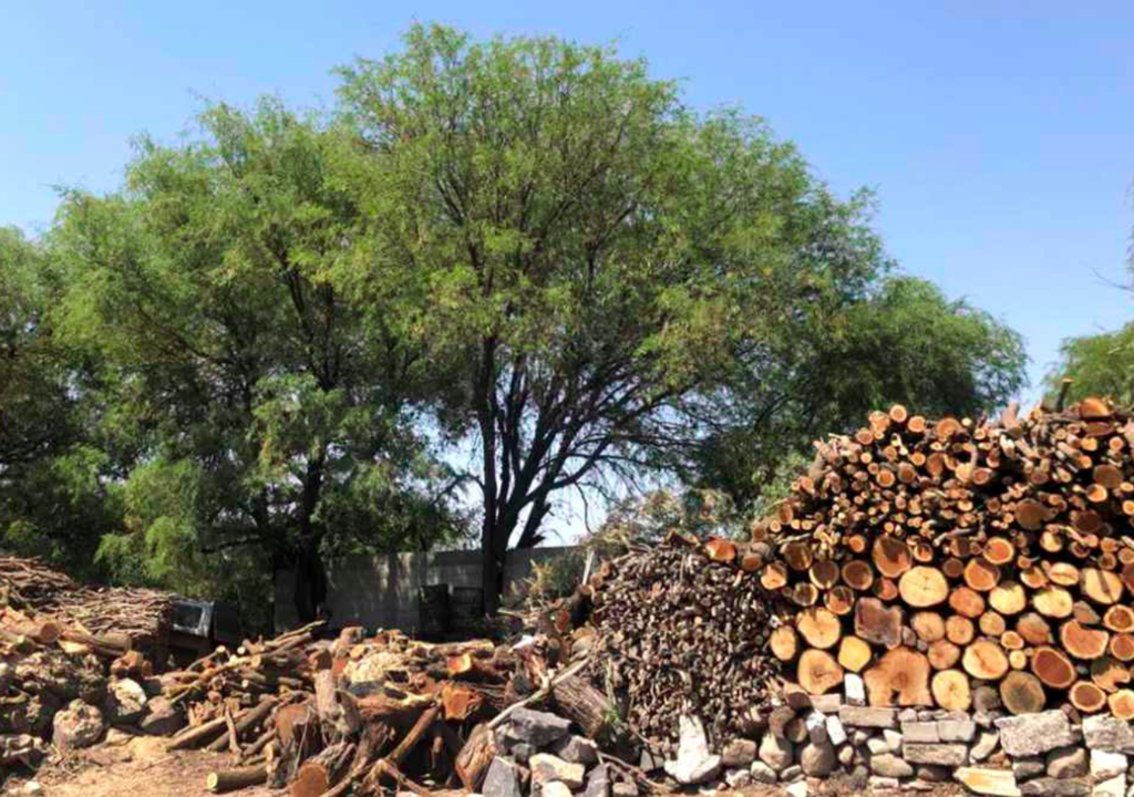 Aguascalientes; La Pona; preservacion; tala; desforestacion; ecosistema; bosque
