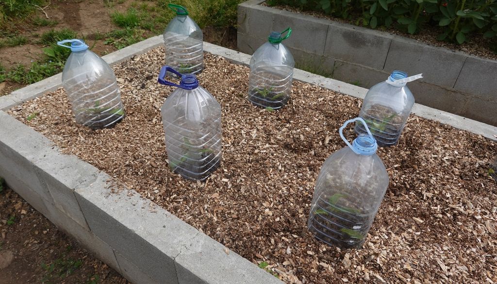 Al retirar la base de una botella de plástico se crea una cámara protectora que favorece el enraizamiento durante los días fríos.