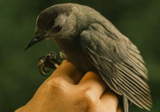 Como as aves migratórias conseguem prever a intensidade da temporada de furacões?