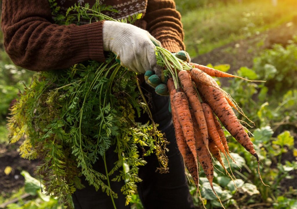 cultivo de zanahoria cultivo de zanahoria