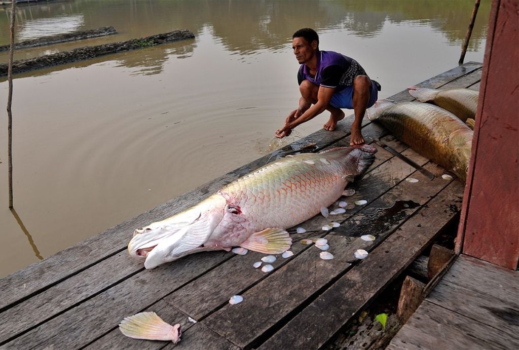 O pescador Marco Aurélio Canuto Viana processa um pirarucu em um lago na região de Médio Juruá, no Amazonas. Crédito: AP Photo/Jorge Saenz.
