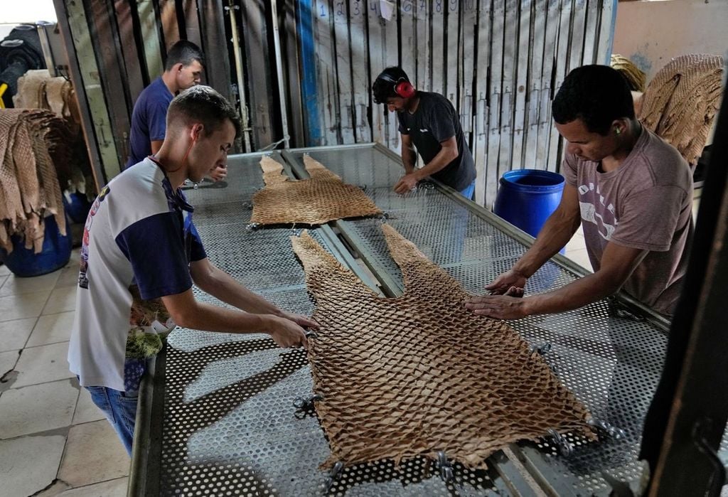 Trabalhadores esticam a pele do pirarucu para secar na fábrica de curtumes Nova Kaeru, no município de Três Rios (RJ). Crédito: AP Photo/Silvia Izquierdo.