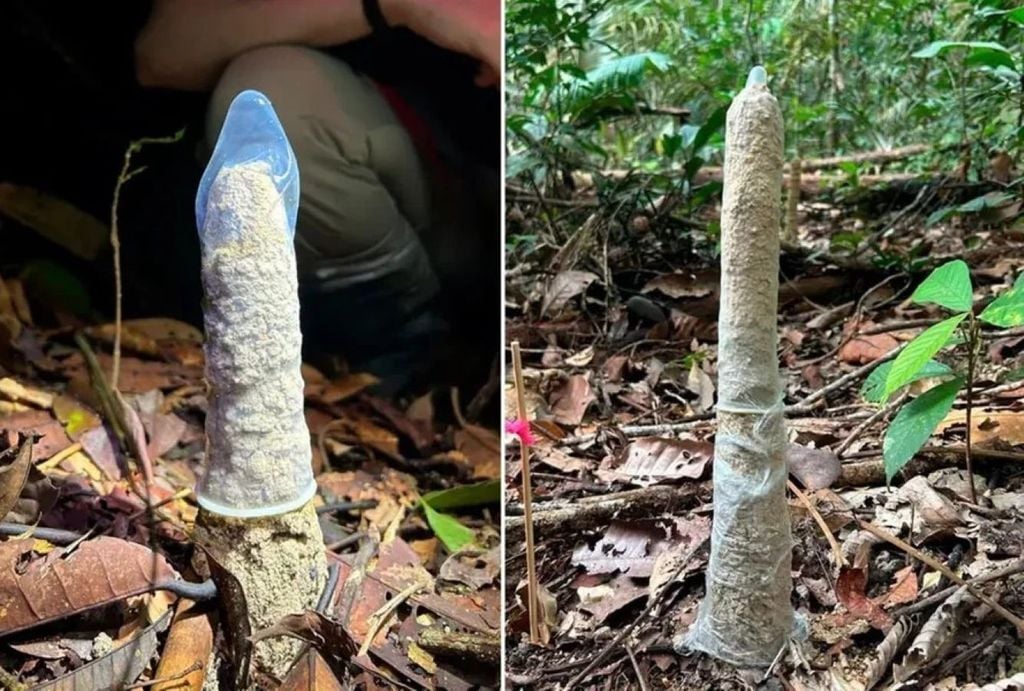 Pesquisadoras usaram preservativos para testar o papel das torres de argila na sobrevivência das ninfas da cigarras-arquiteta. Crédito: Divulgação/Instituto Serrapilheira