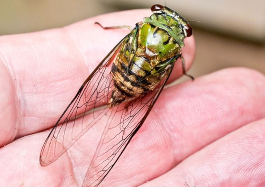 Cigarra-arquiteta (Guyalna chlorogena) utiliza torres como estruturas de controle de troca de gases durante a fase de desenvolvimento como ninfa. Crédito: Eerika Schulz