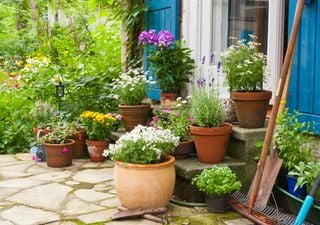 Come posizionare i vasi sul terrazzo o in giardino? Trucchi per un successo garantito