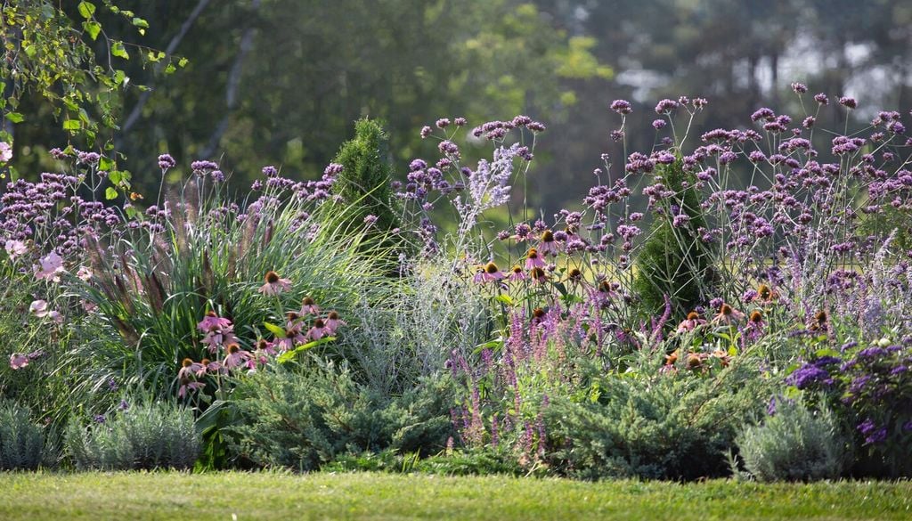 verbenas La gaura y la verbena cumplen una función similar dentro de una composición: sus tallos y flores más livianos permiten conectar grupos compactos con especies de mayor porte.