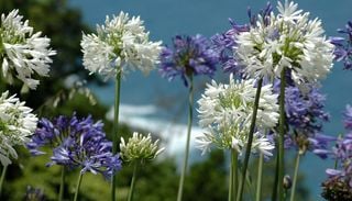 C&oacute;mo construir un jard&iacute;n costero lleno de flores: especies para jugar con colores, alturas y texturas