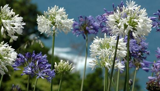 C&oacute;mo construir un jard&iacute;n costero lleno de flores: especies para jugar con colores, alturas y texturas