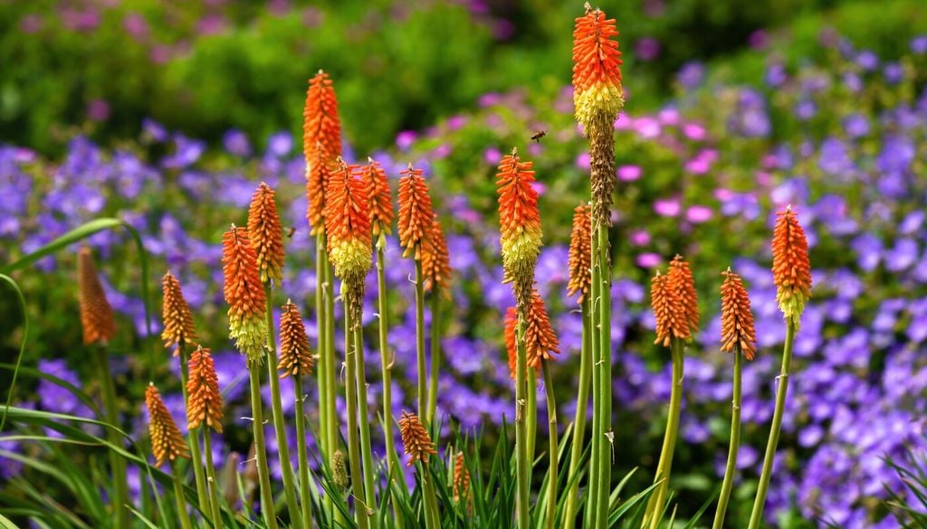 Kniphofia La kniphofia crece a partir de un rizoma, una estructura subterránea que permite que la planta rebrote temporada tras temporada y facilita su multiplicación en el jardín.