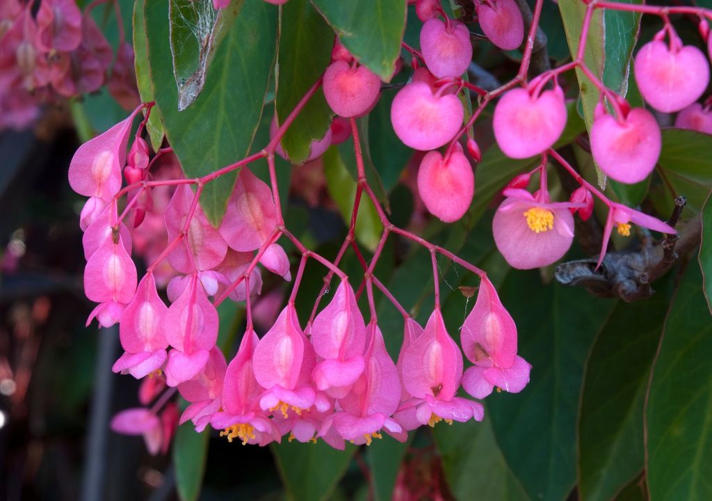 begonia